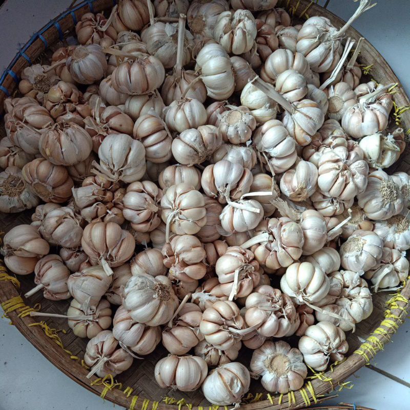 

Bawang Putih Apel 1 Kg