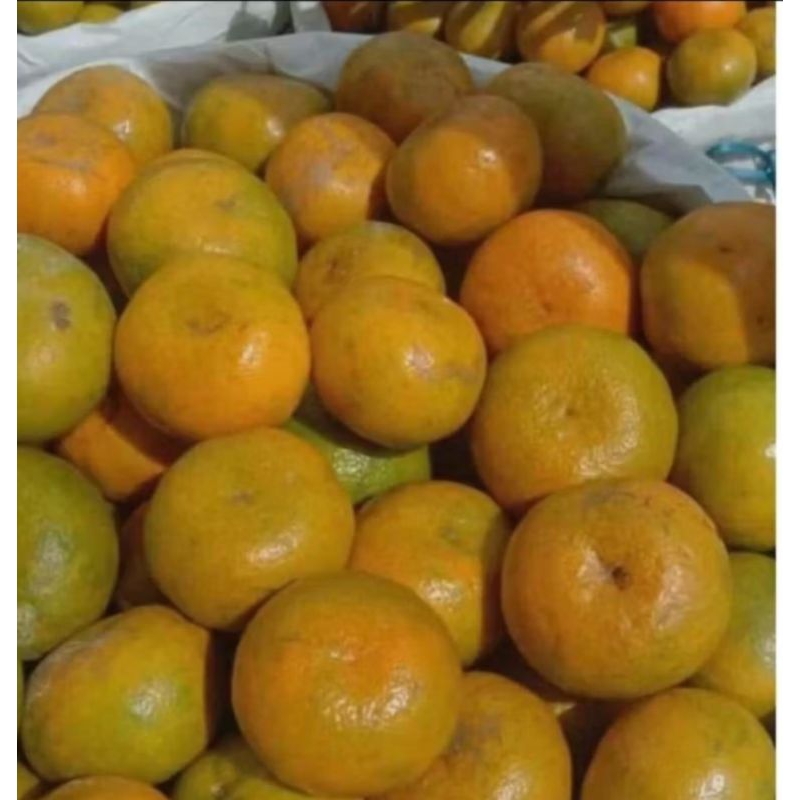 

jeruk ponti/medan GREAT B manis 1dus 20kg