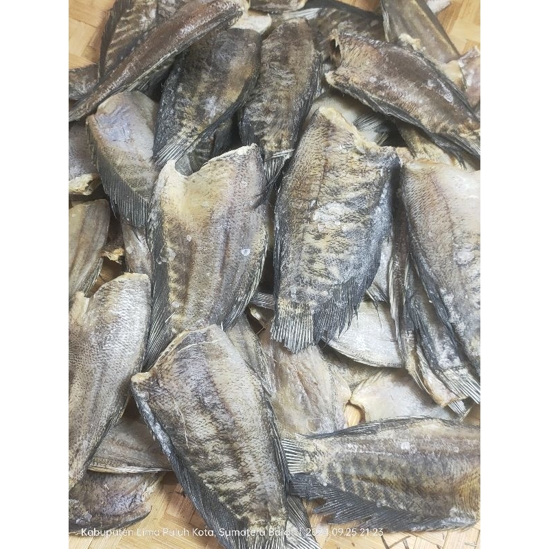 

IKAN SAPEK SIAM