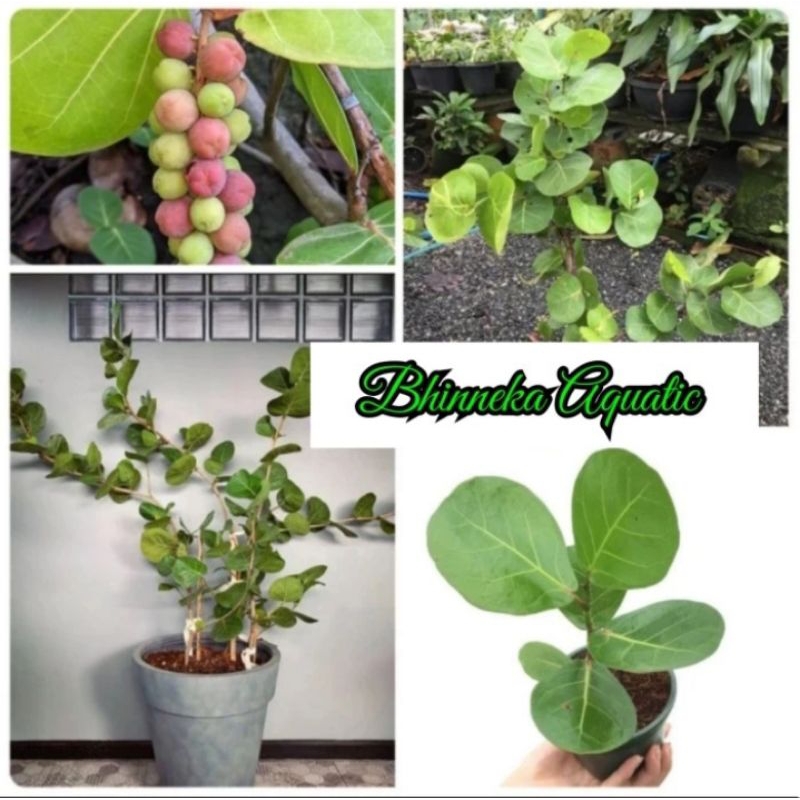 Anggur Laut Ketapang Laut Coccoloba Uvifera Cocoloba Bibit Murah Ekonomis