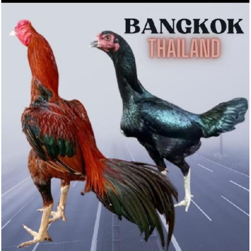 

telur ayam Bangkok Thailand petarung untuk di tetaskan