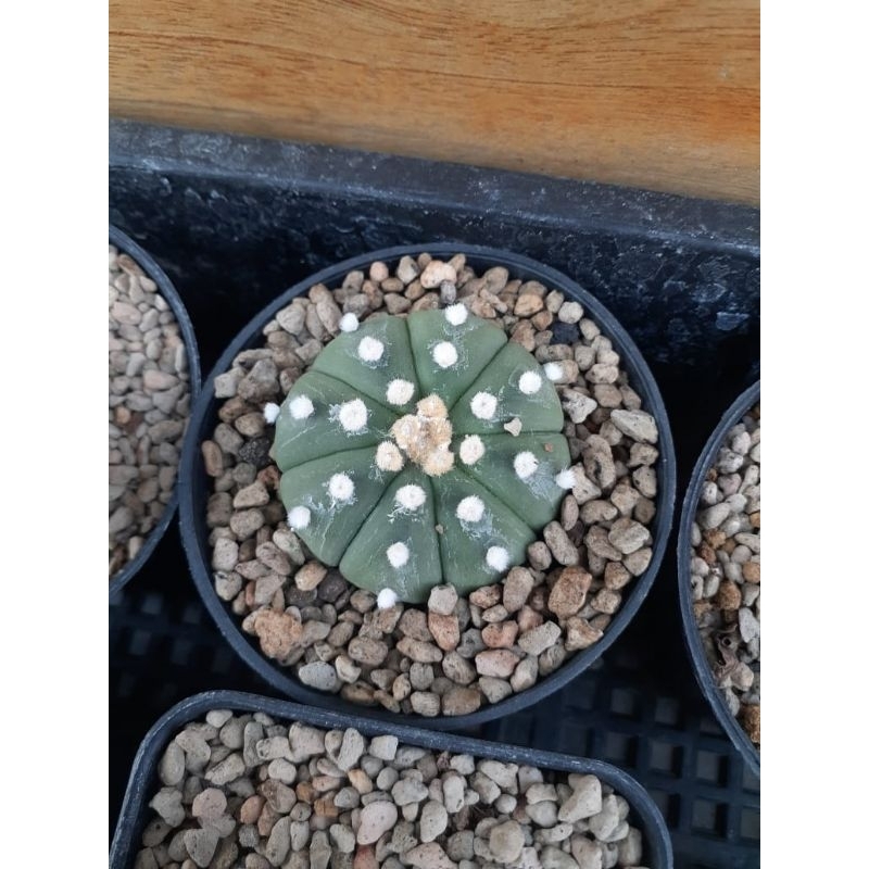 Astrophytum nudum x ooibo