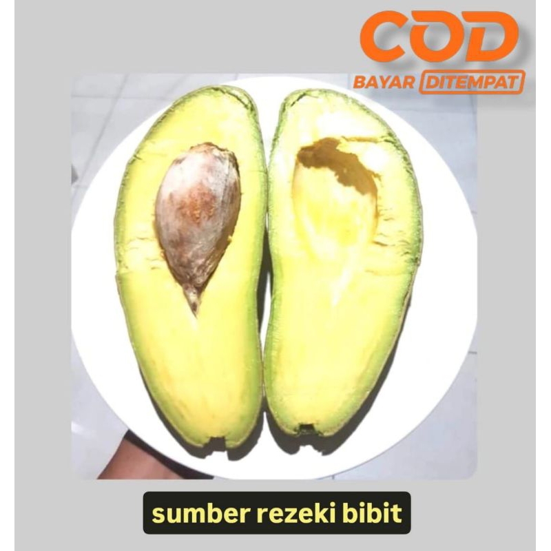 

Bibit ALPUKAT MENTEGA JUMBO HASIL OKULASI SIAP TANAM