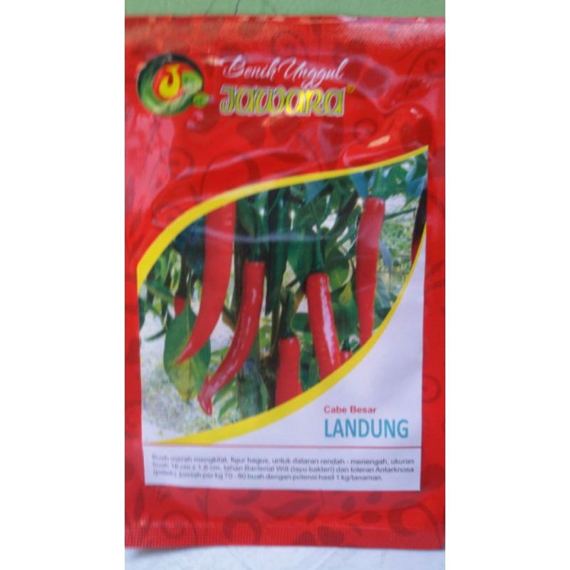 Benih Cabe Landung Jawara Unggul