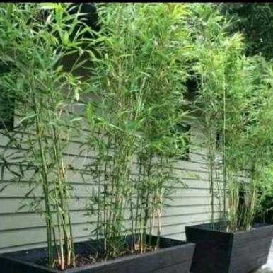 tanaman bambu cina mini bambu pagar minimalis 2 meter dan 3 meter