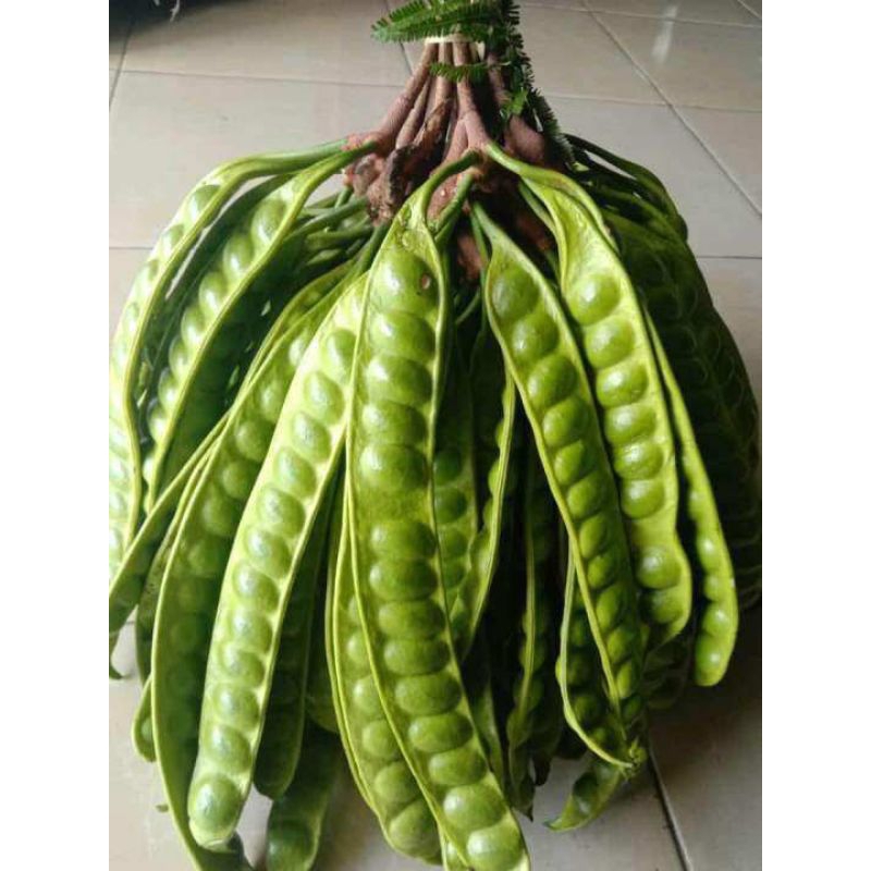 

pete tua fress ukuran sedang/pete segar 1 ikat