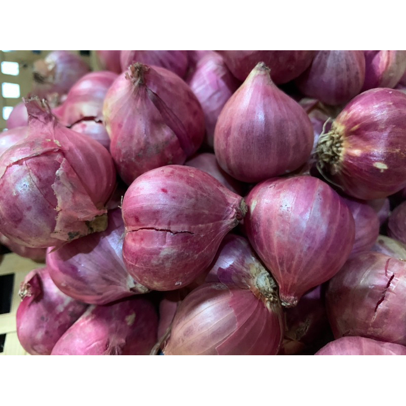 

BRAMBANG BIMA 1 KG UK BESAR