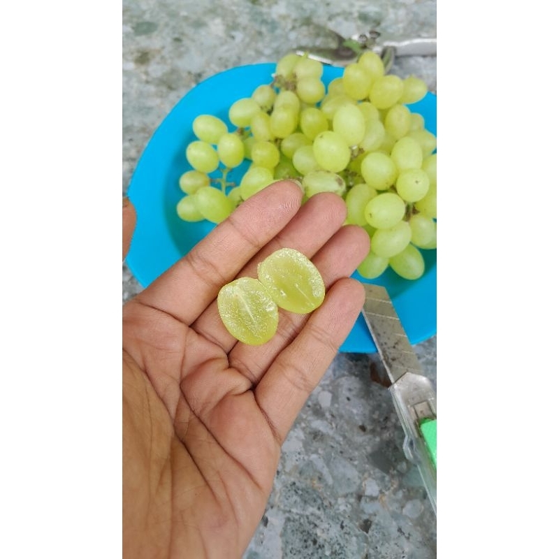 

Bibit Anggur MALIKA [Mantri of Grapes]