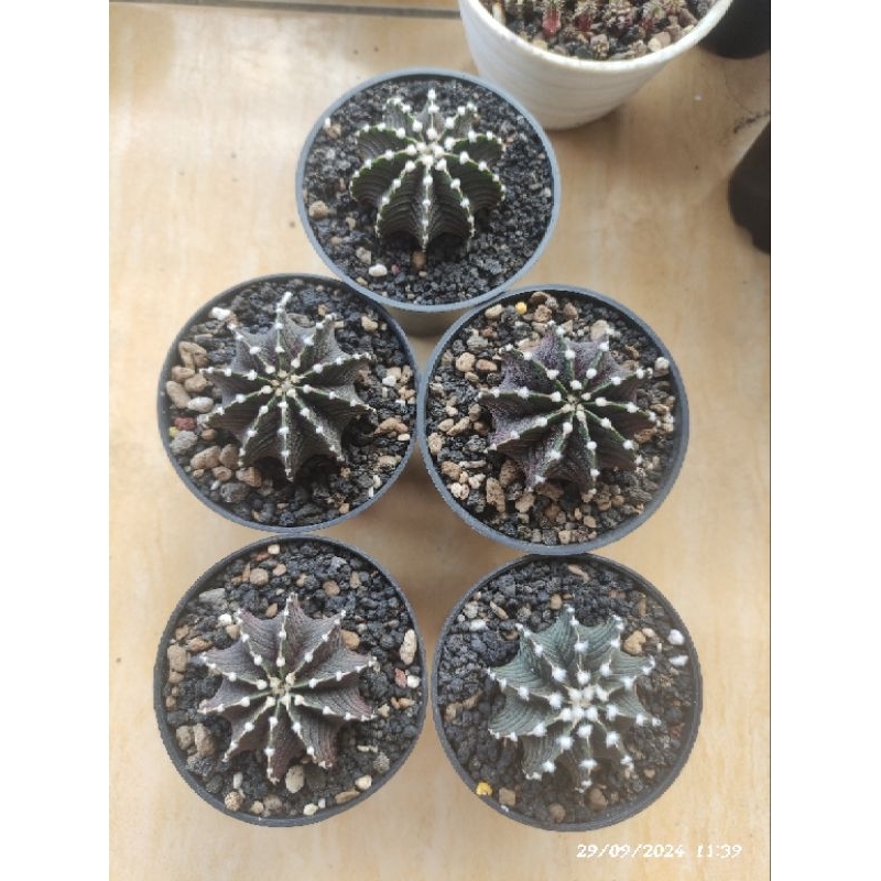 Gymnocalycium VOS 1241 Dark / kaktus /gymno / succulent  / cactus