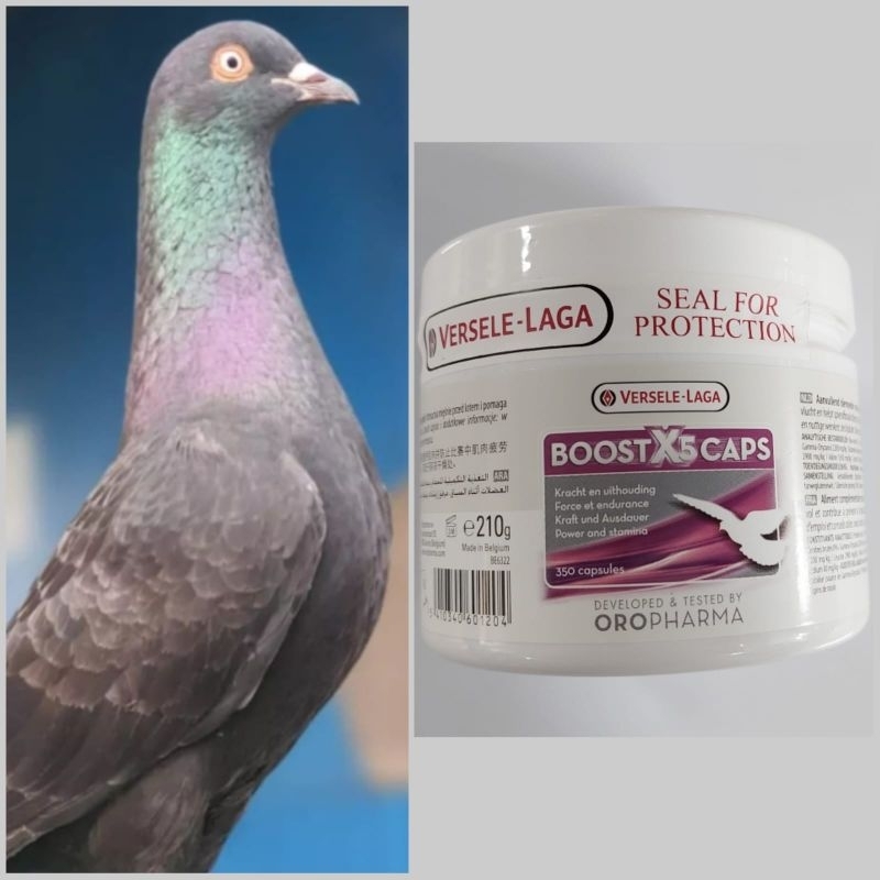 Boost X5 Caps Suplemen Stamina untuk Burung Merpati