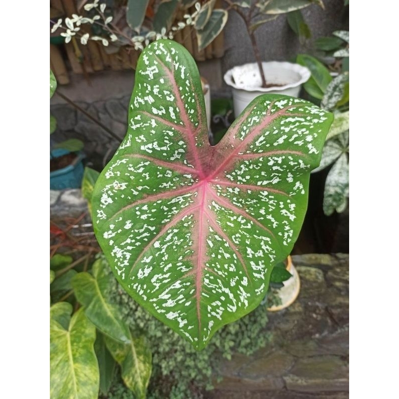 Tanaman Hias keladi  Hijau Merah