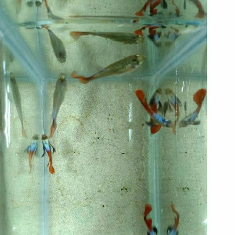 

gambo guppy prtde