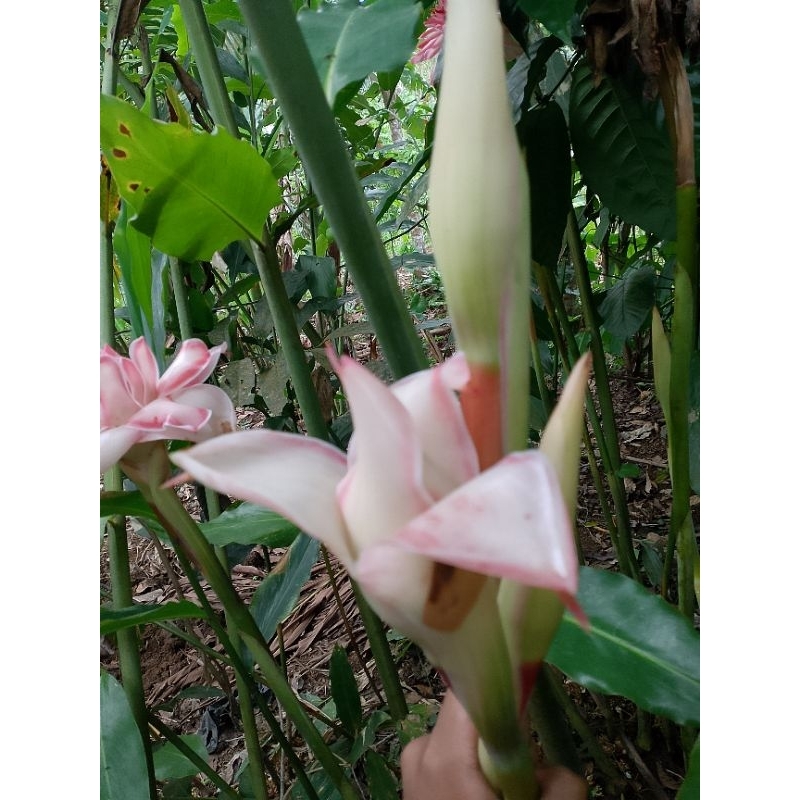 

BUNGA KECOMBRANG SEGAR FRESH 1KG