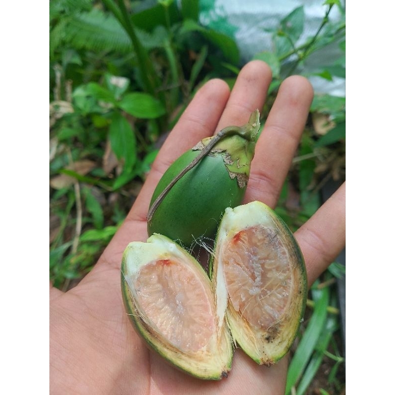 

BUAH PINANG MUDA SEGAR BUAH JAMBE SEGAR FRESH 1KG