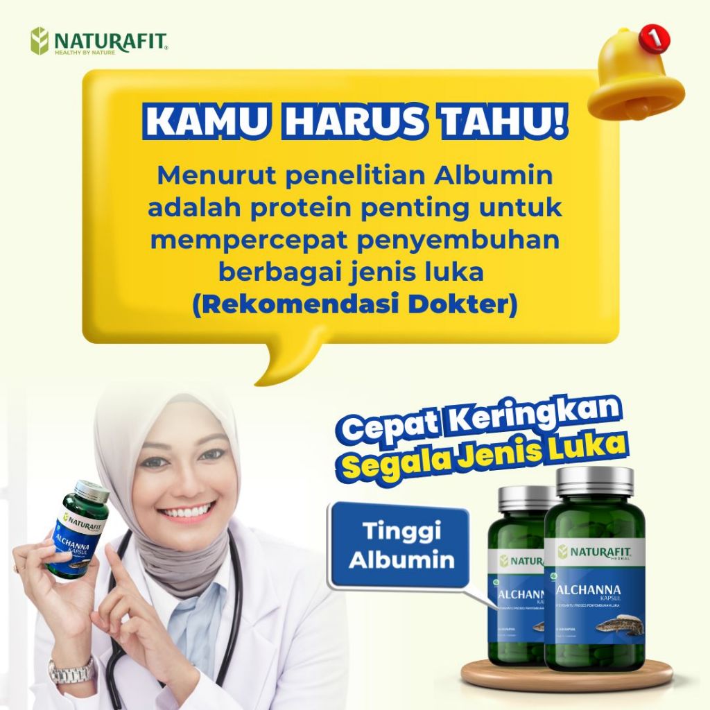 Alchanna ekstrak albumin ikan gabus obat albumin ikan gabus untuk luka penyembuhan luka diabetes