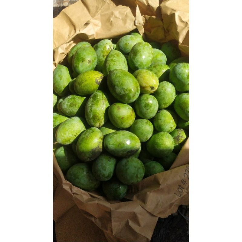 

MANGGA MADU