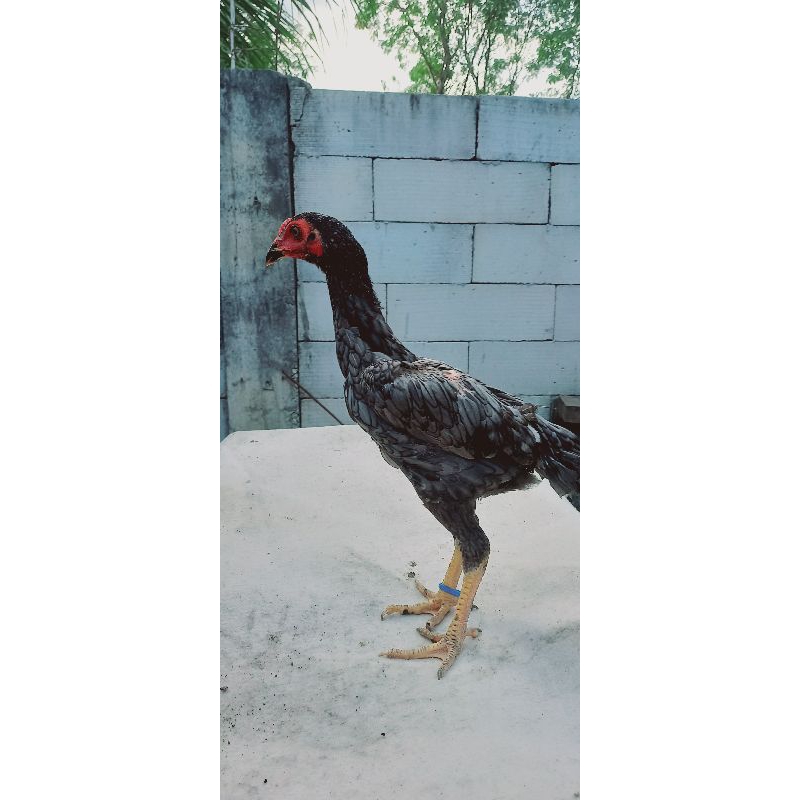 

Telur vertil anak ayam bk teknik(pejantan alteco)