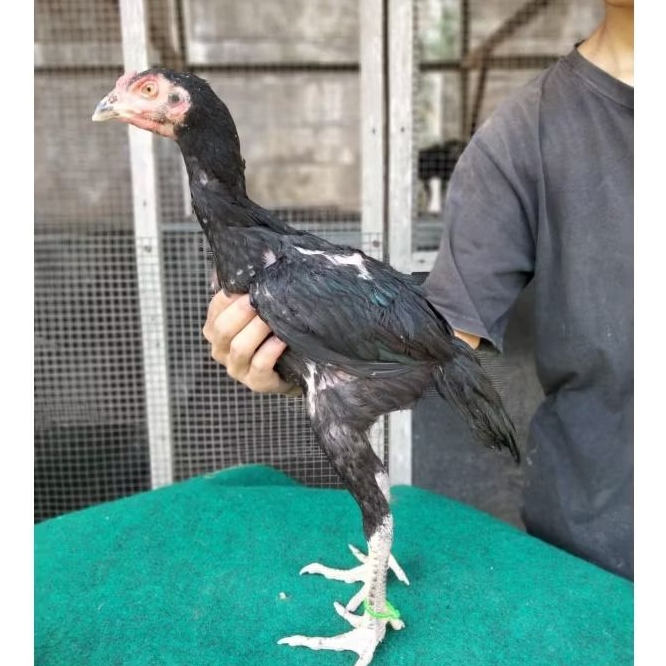 

Telur AYAM BANGKOK PAKHOY LOCK BRAKOT BRUTAL