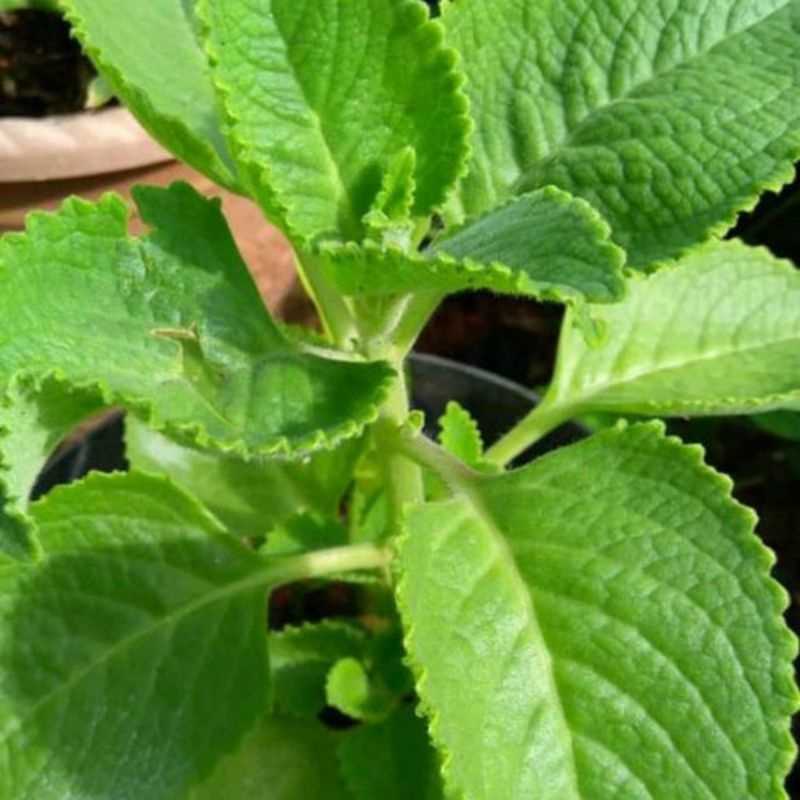 Siap Kirim Bibit Tanaman Herbal Daun Jinten (Beli 2 Gratis 1)Termurah
