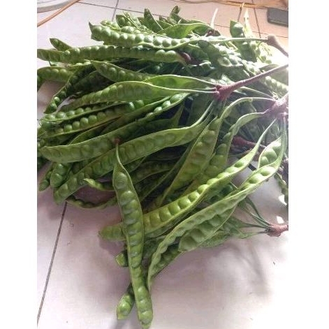 

PETE ECER SATUAN 1 LONJOR