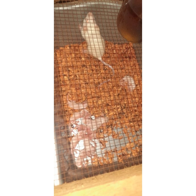 tikus putih mencit jumper