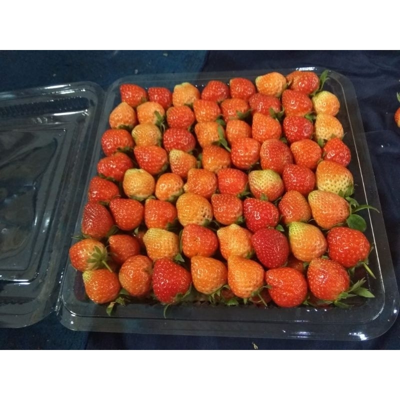 

strawberry fresh C 1kg