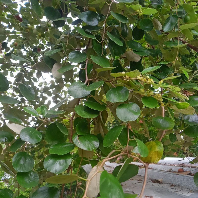 

100 biji daun bidarabarab segar fress langsung petik