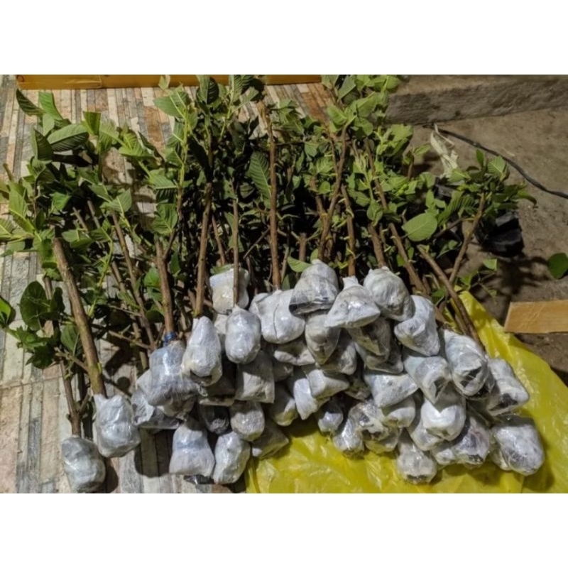 fresh cangkok jambu kristal merah jumbo