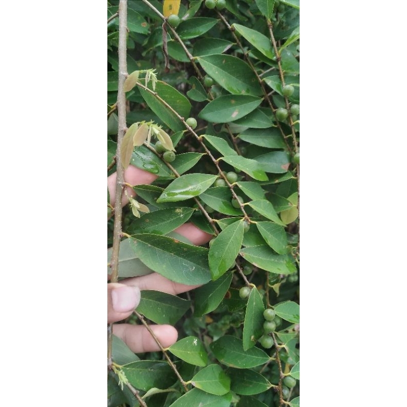 

daun kandri segar,obat alami, per 500 gram dan 1000 gram/ 1 kg