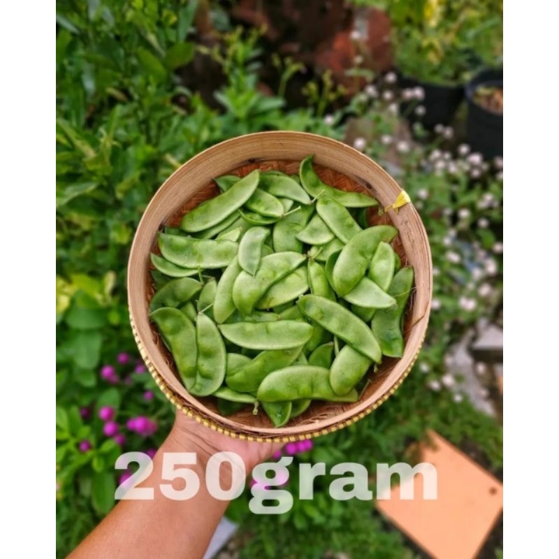 

SAYUR KORO UCENG