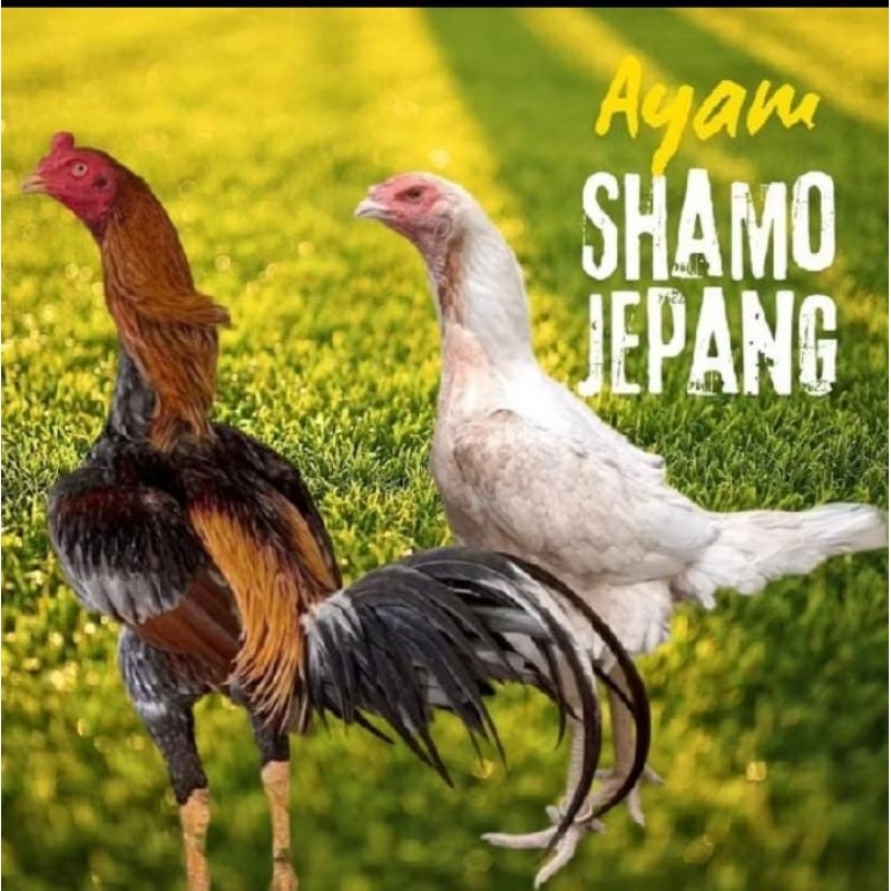 

telur ayam shamo jepang ori petarung untuk di tetaskan