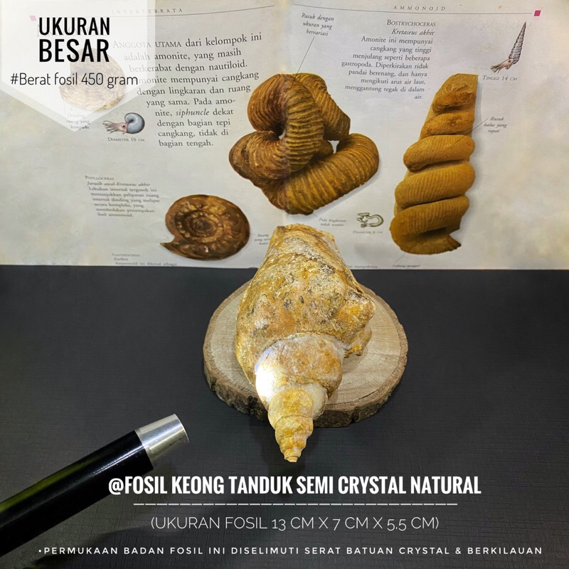 Fosil Keong Tanduk Semi Crystal B3 atau Fosil Gastropoda atau Fosil Kol Buntet atau Fosil Kerang ata