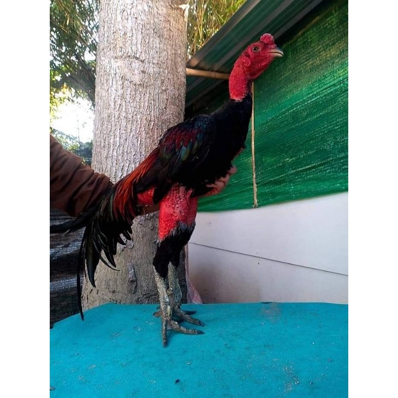 

Telur Ayam Ganoi Kaki Gunung F1 Import