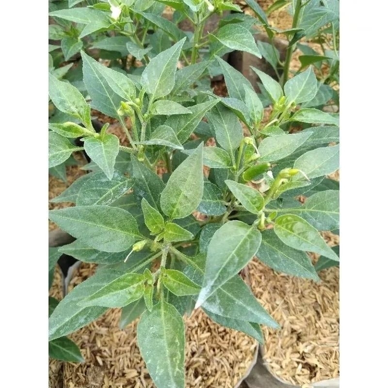 Lintang Gardening Bibit Cabe Rawit Hijau Super Pedas