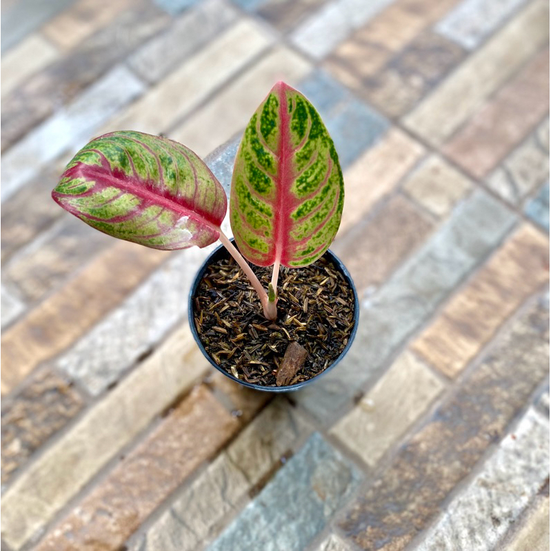 Aglaonema Red moon