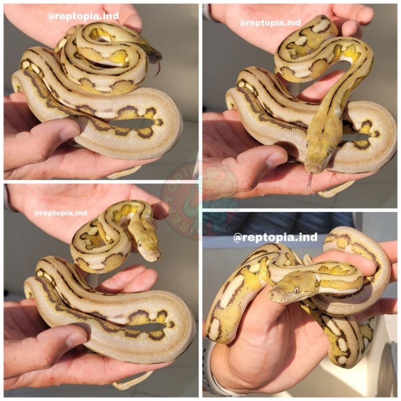 mainan retic tiger platinum albino double het pos strip