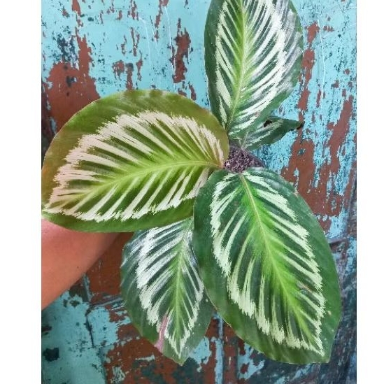 Tanaman Calathea Flamestar