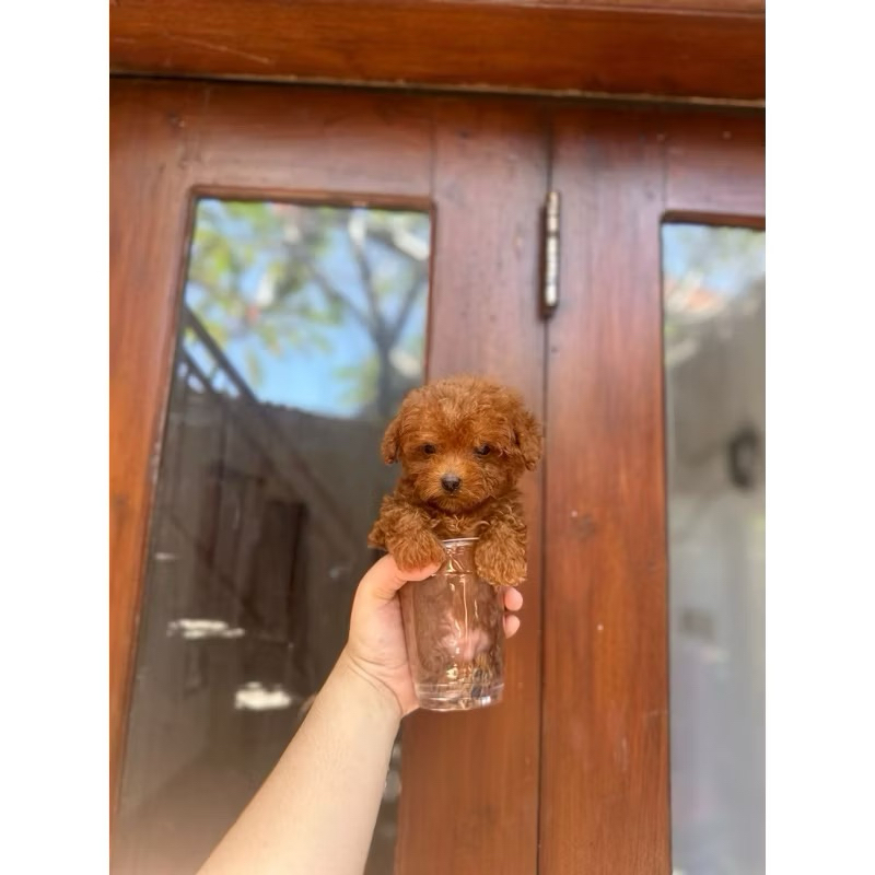 Pelunasan Teacup Poodle