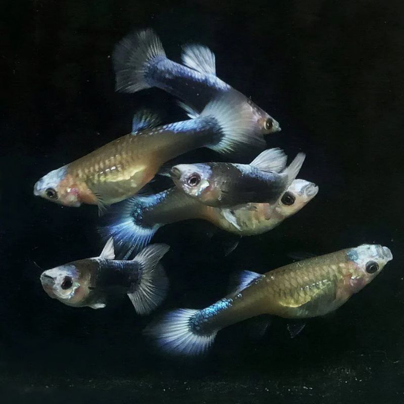 Hiasan Aquarium Guppy Blue Koi Aquascape