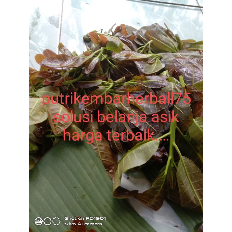 daun jambu Mede muda/100gr