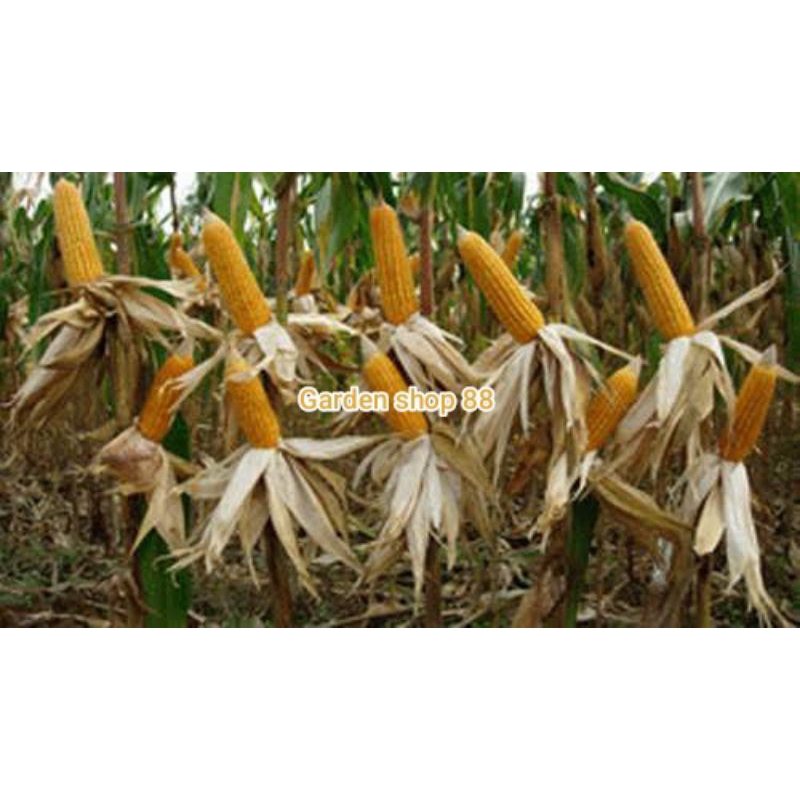 Benih jagung 2 tongkol isi 55 butir biji