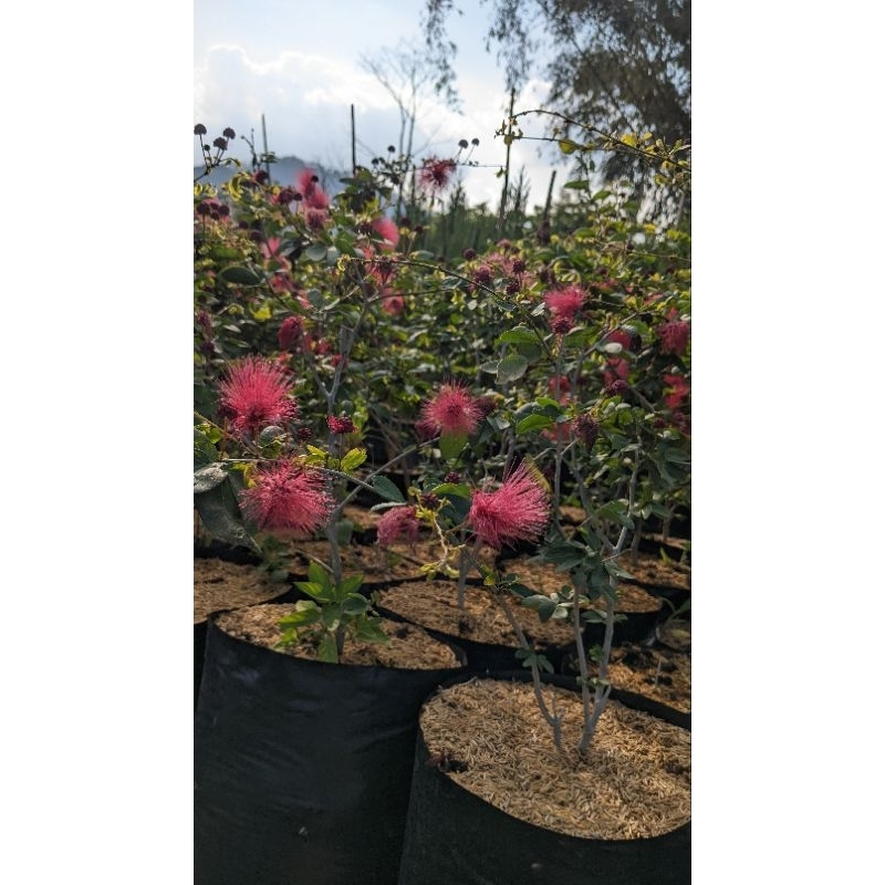 kaliandra merah ( Kaliandra lussiana ) berbunga