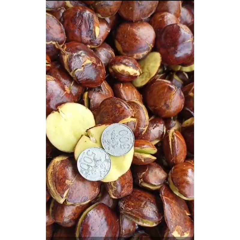 

JEngkol tua , Sepi tua ½kg, 1 kg