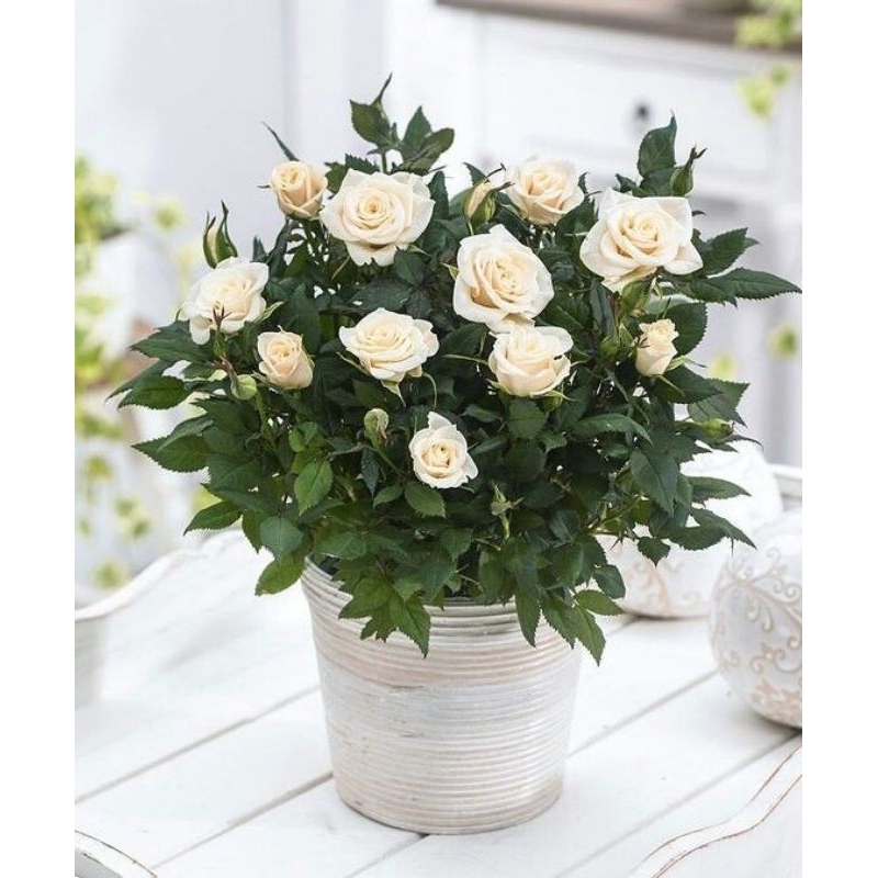 Tanaman Hias Bunga Mawar Putih - Mawar Bunga Putih - Tanaman Hidup - Bunga Hidup