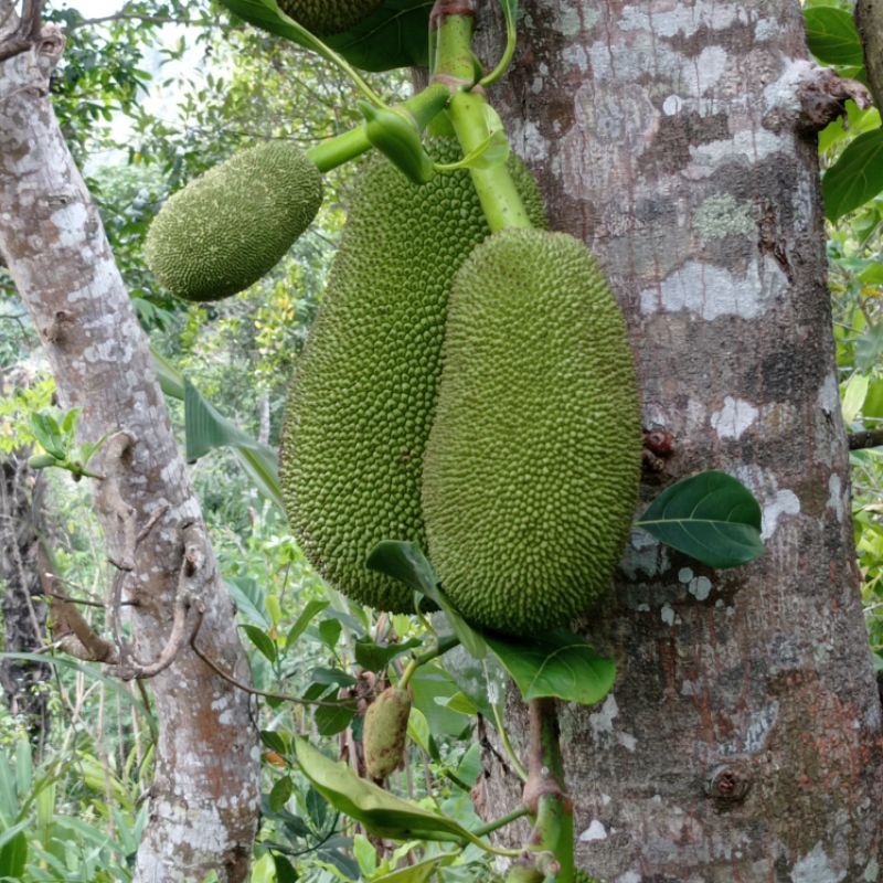

nangka muda sayur 500 gram
