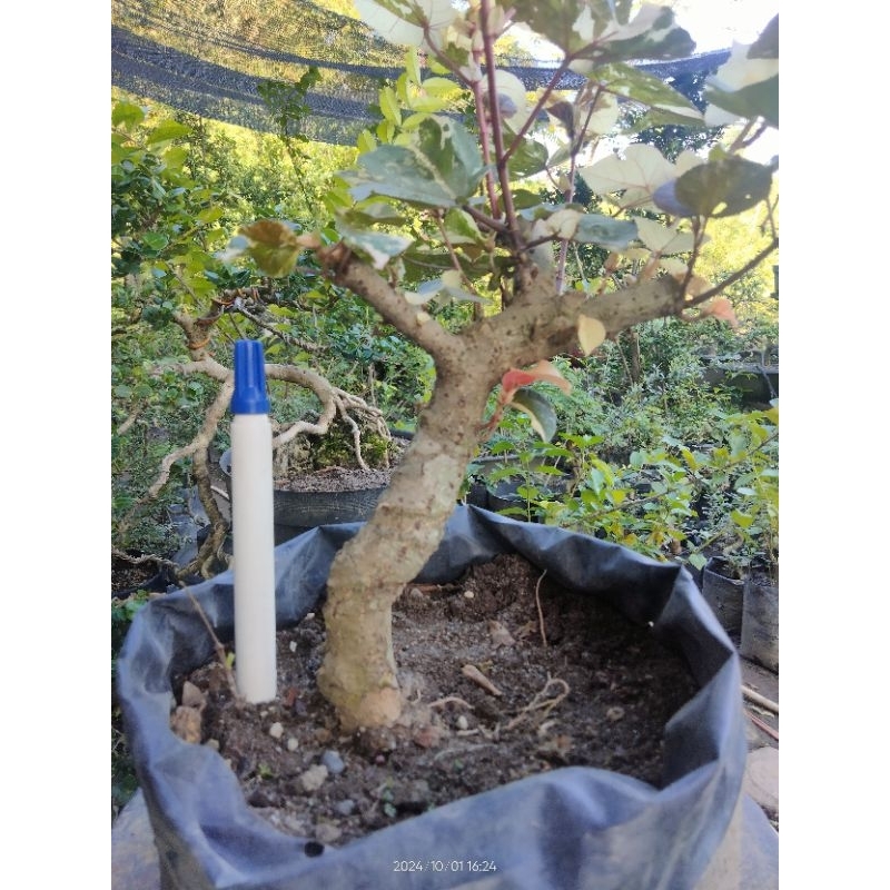 Bahan Bonsai Waru Varigata