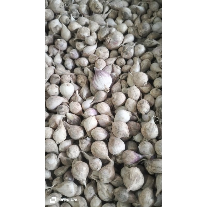 

BawangLanangTunggalAsliBawangLanangbukanImport