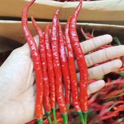 

cabai cabe merah keriting 500 gram