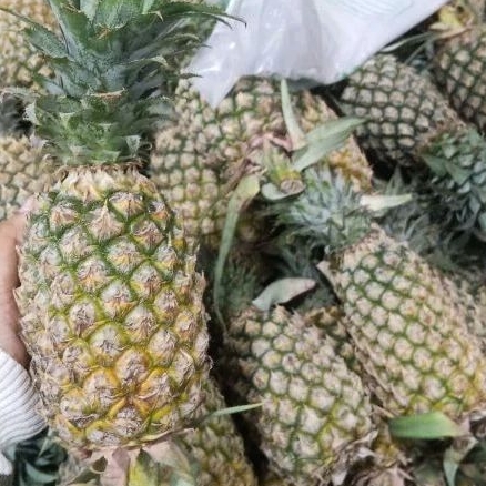 

nanas bijian per biji 1pcs