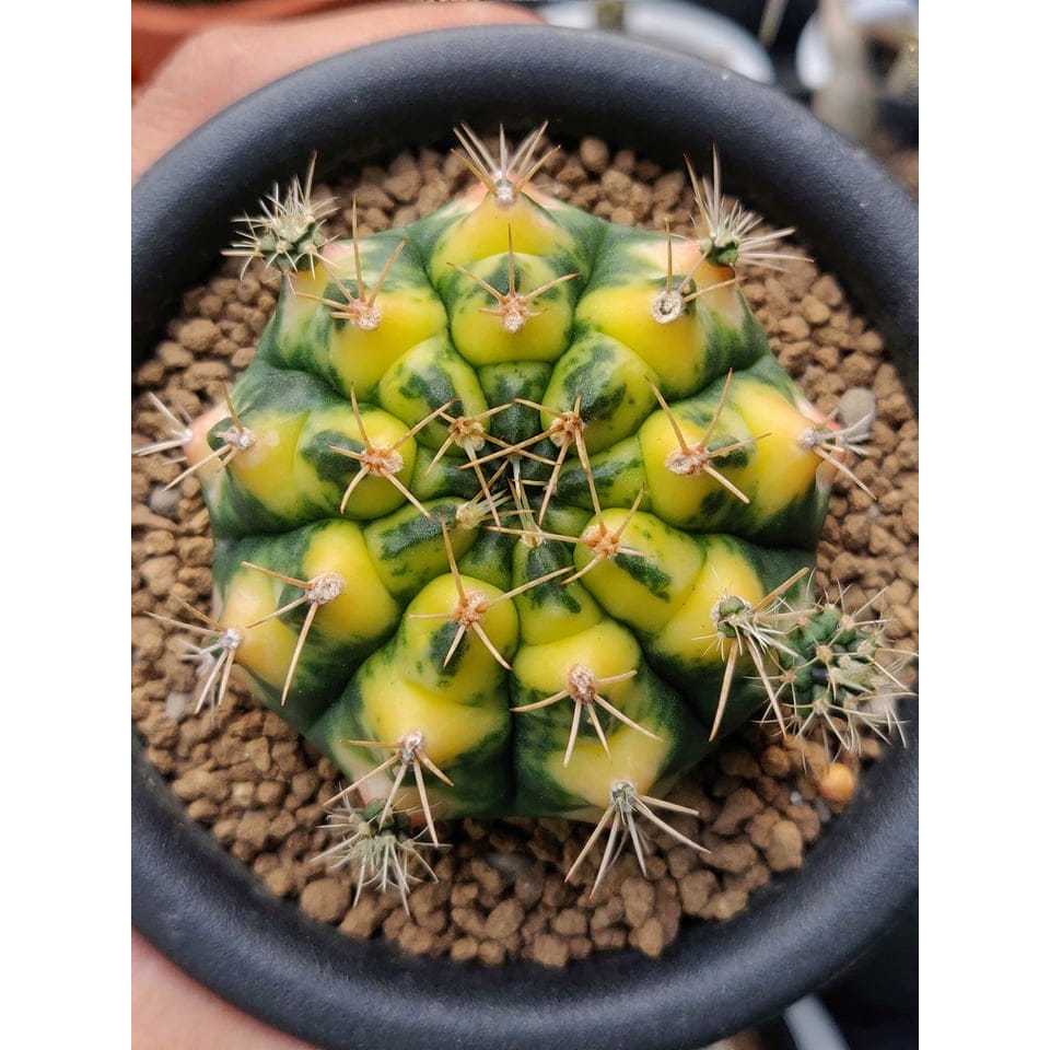 gymnocalycium mihanovichii 'cats eye'